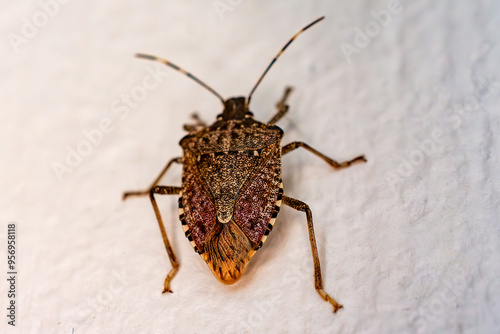 A brown marmorated stink bug climbs on the siding of a building.