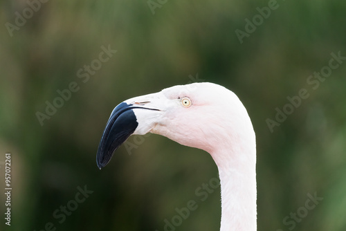 Flamenco, retrato de pajaro