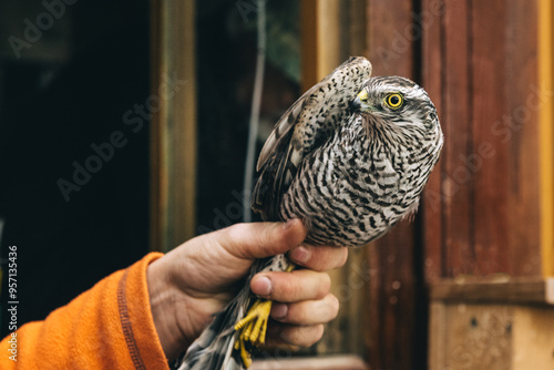 Eurasian sparrowhawk or Accipiter nisus in hand in Fringilla field ornithological station. in the Curonian Spit National Park. . Russia