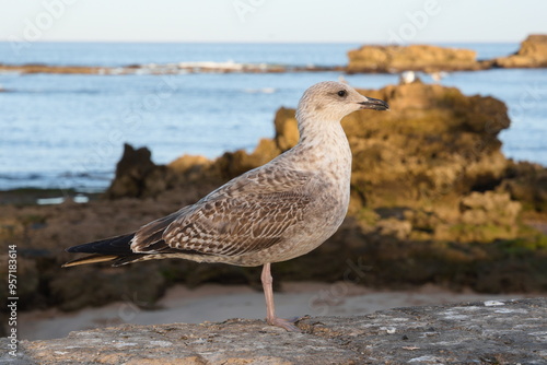 Ptak nad oceanem w Marocco