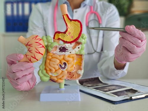 Disease of the stomach and intestines of the digestive system. Doctor with anatomical model for studying diagnosis and treatment of the stomach ongology 