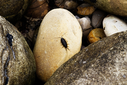 Sea Roach Or Ligia Exotica On Rock Beach California