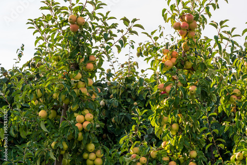 Viele Früchte auf einem Baum in einer Obstplantage