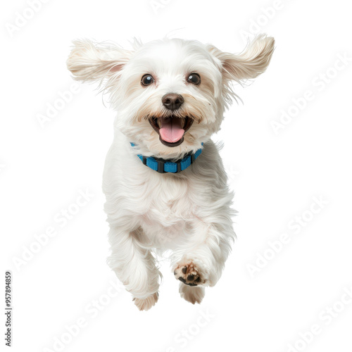 Happy white dog jumping with joy, wearing blue collar, isolated on white background. Energetic and playful pet portrait.