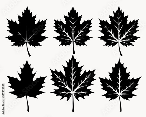 Maple leaf black Silhouette Set art vector,maple leaf, black silhouette and outline. Vector illustration