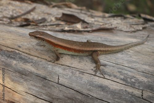 The garden lizard or also called the common bengkarung, garden bengkarung, or by lay people simply called the lizard, is one of the types of lizards most often found in Indonesia. This lizard belongs 