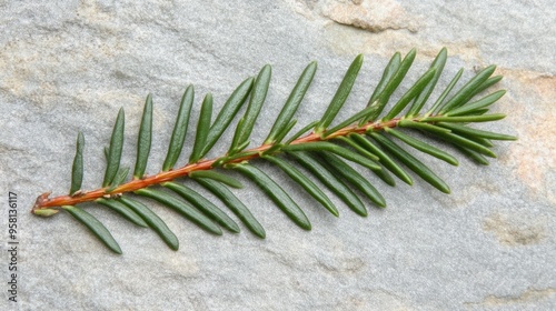 A single yew leaf, small, needle-like, and dark green with a glossy surface