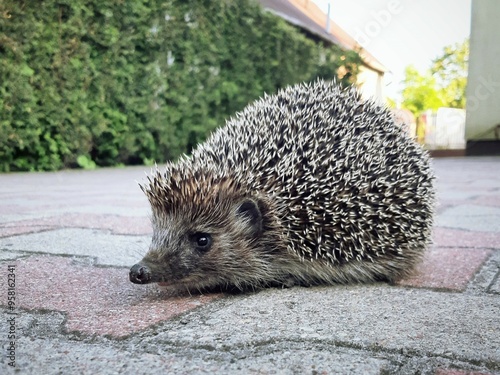 Jeż spacerujący po podwórku, poruszający się po kostce brukowej. To zdjęcie idealnie ukazuje nieoczekiwane spotkania z dziką przyrodą w codziennym, ludzkim środowisku.