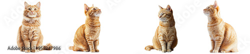 Isolated on white background, a cute ginger cat sits and stares at the camera