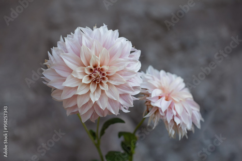 dalia cafe au lait. dahlia flower