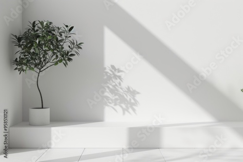 Empty modern white wall stage architecture plant tree.