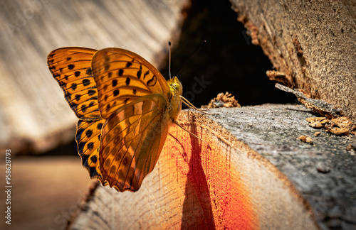 Motyl.