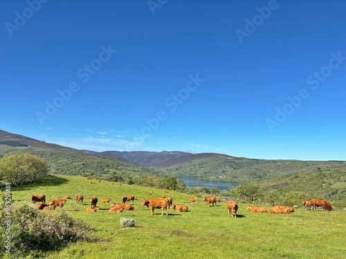 Vacas en Chandrexa de Queixa, Galicia