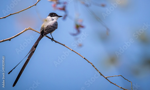 Sirirí tijeretón - ForkTailed Flycatcher - Tyrannus savana