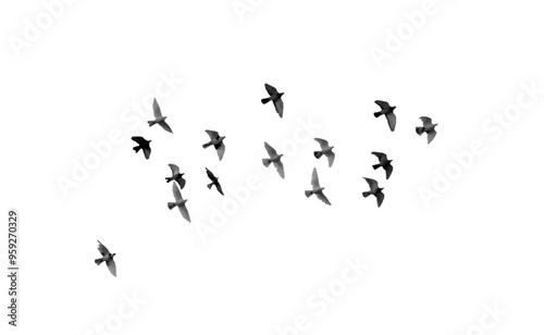 flock of pigeon flying PNG, flying birds PNG, pigeon isolated on white transparent background.png