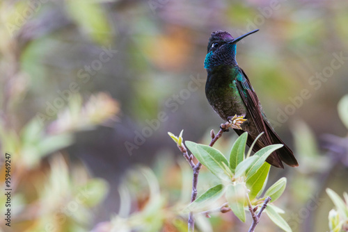 Rivoli's hummingbird, territory watch, Arizona, USA