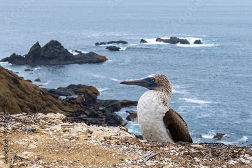 Blue footed booby