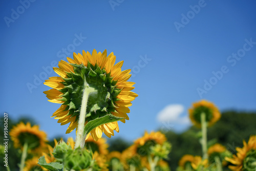 夏空に向かって咲くひまわり