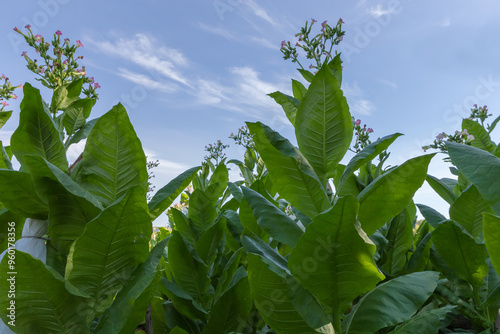 Stems of blooming tobacco plants on field against sky