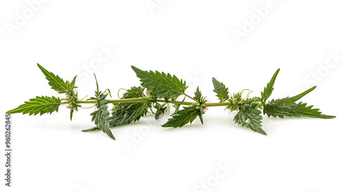 Freshly harvested stinging nettle branch with leaves against a clean white background in natural light