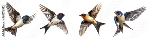 Swallows in mid-flight with detailed wingspans realistic bird illustrations transparent background