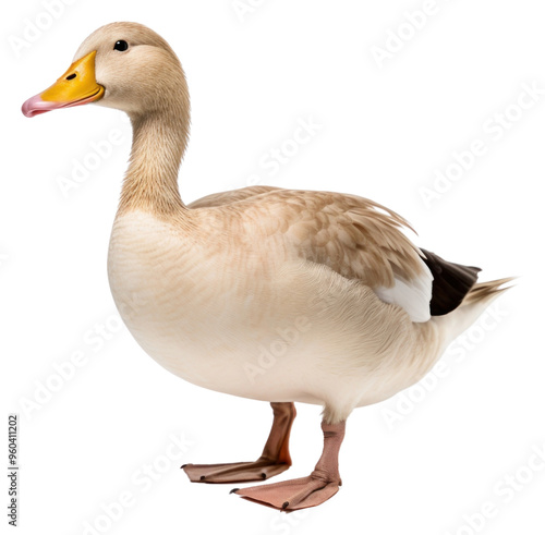 PNG Duck animal goose white.