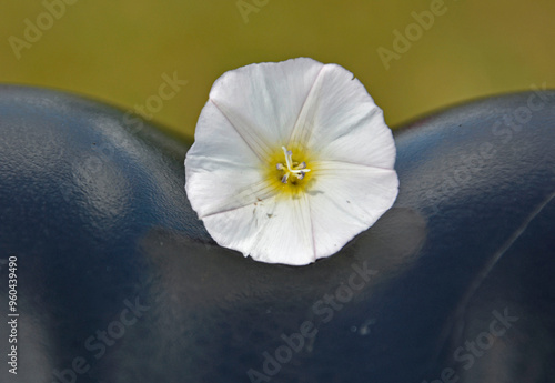 biały kwiat na czarnym siodełku roweru, biały wilec na czarnym siodełku rowerowym, white flower on the black bicycle saddle, 