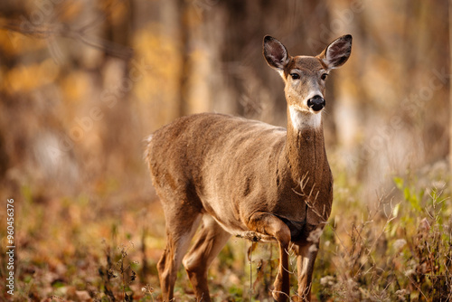 An alert White-tailed Deer, cautious having just heard a dog bark, in late October in Wisconsin