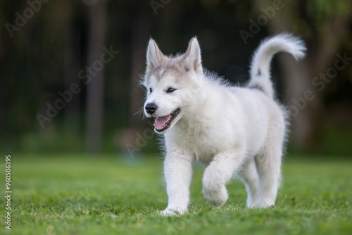 Alaskan malamute