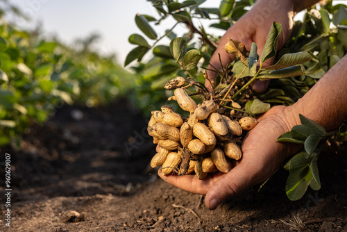 A farmer holding freshly harvested peanuts with roots in a field