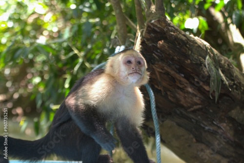 Mono Capuchino Cariblanca Costa Rica