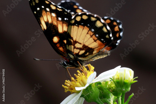 Linda borboleta se alimentando do néctar da flor em detalhe macro foto. 