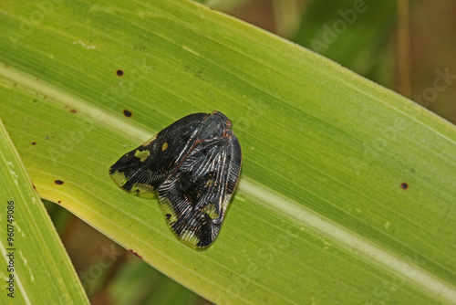 piccola cicala nera (Ricania speculum)