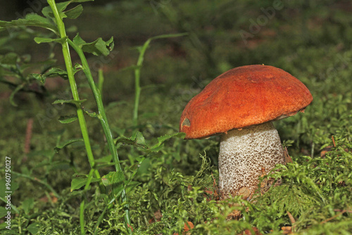 grazioso fungo (Leccinum sp.) nel muschio del sottobosco