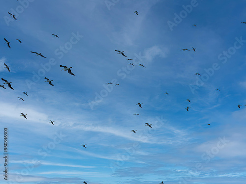 Masked booby flock Sula dactylatraoff Pacific Ocean coast of Guatemala