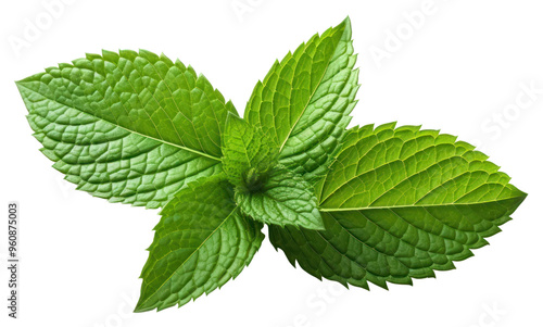 PNG Peppermint leaf plant herbs spearmint.