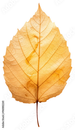 PNG Real Pressed a tree leaf plant white background chandelier.