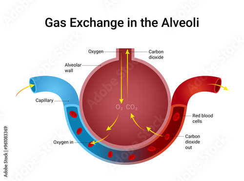 Gas Exchange in the Alveoli Illustraion