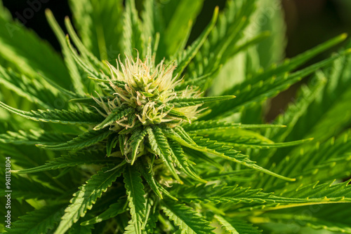 Cannabis buds with detailed trichomes before harvest phase with green bokeh background