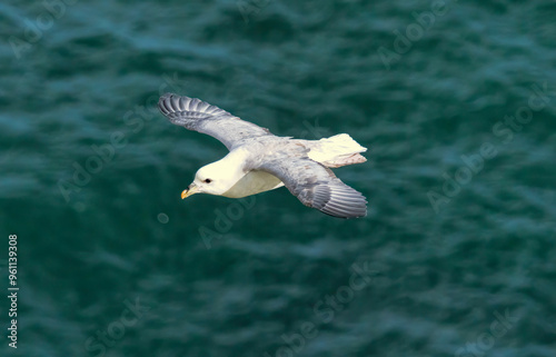 Northern Fulmar on breeding rocks of Bempton cliffs, UK