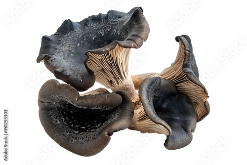 Closeup of Black trumpet mushroom, isolated on a white transparent background. Concept of nature and fungi.