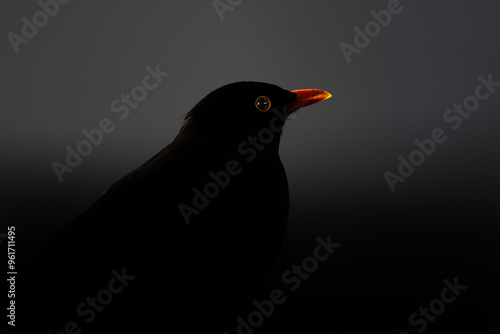 Closeup of blackbird sitting in dark shadows with bright orange beak and shining eyes