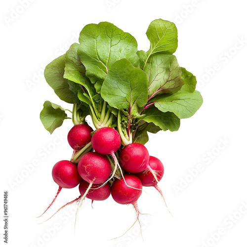 bunch of radishes isolated