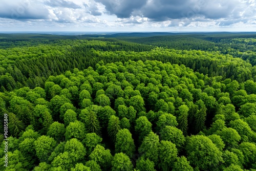 Aerial view, coniferous forest, dark green expanse stretches towards the horizon, unbroken by human activity