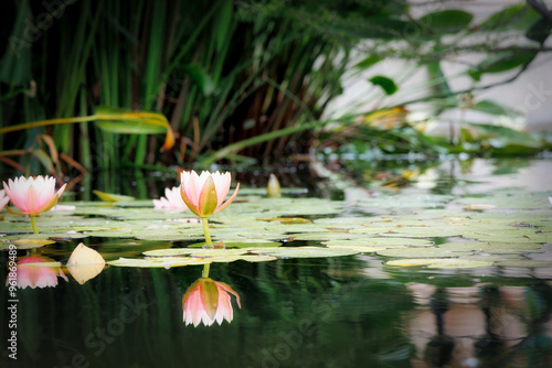 Lilly Pond