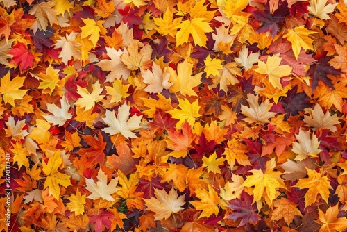 Autumn leaves natural background