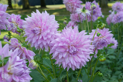 Light magenta decorative Dahlia flowers