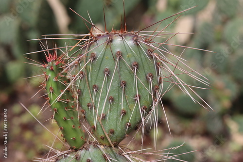 kaktus opuncja Opuntia cv. Imperial Flame