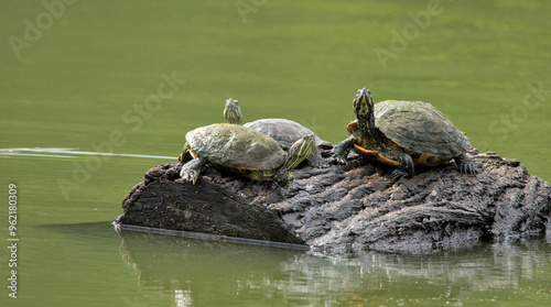 red ear slider turtles on a log in a lake (prospect park pond brooklyn new york animals reptile wildlife) beautiful nature urban park green water summer view