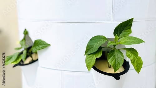 Peppers growing in hydroponic cultivation.